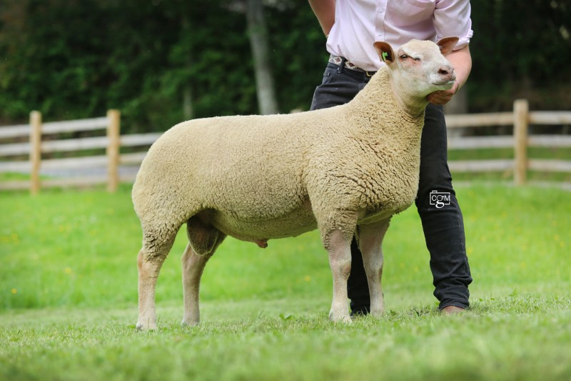 Edstaston Armani Edstaston Armani